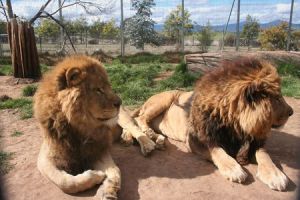 Mansfield Zoo - Accommodation in Brisbane