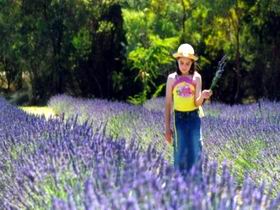 Brayfield Park Lavender Farm - Accommodation in Brisbane